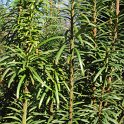 Cephalotaxus harringtoniana 'Fastigiata' rameau